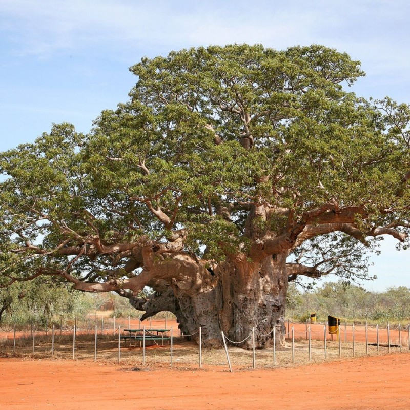 Baobá-australiano - Sementes
