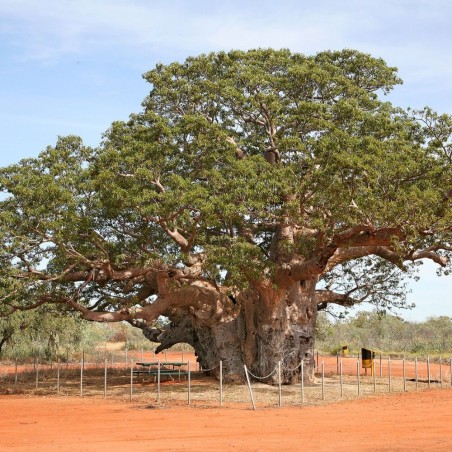 Baobá-australiano - Sementes