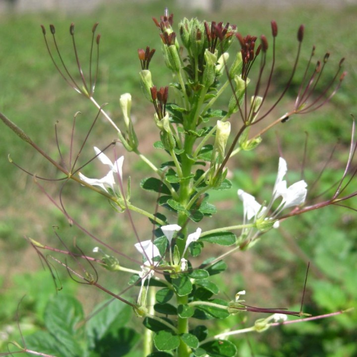 Cleome - Sementes