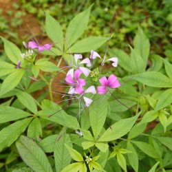 Cleome - Sementes