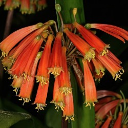 Clivia-robusta - Sementes