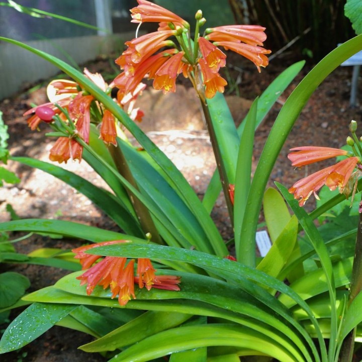 Clivia-robusta - Sementes