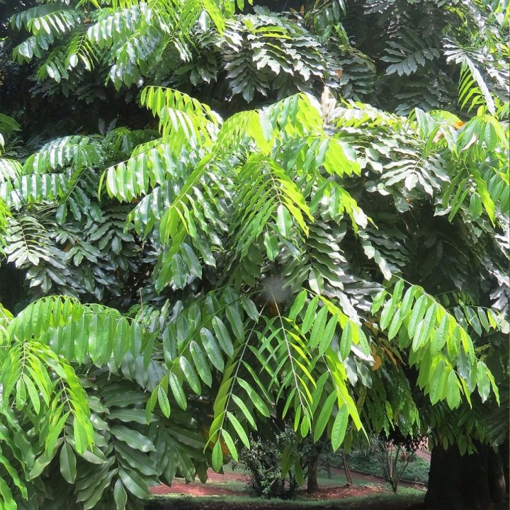Castanha-da-Austrália - Sementes