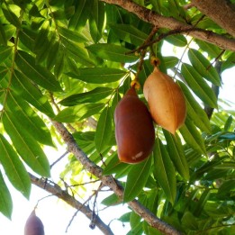 Castanha-da-Austrália - Sementes