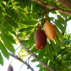 Castanha-da-Austrália - Sementes
