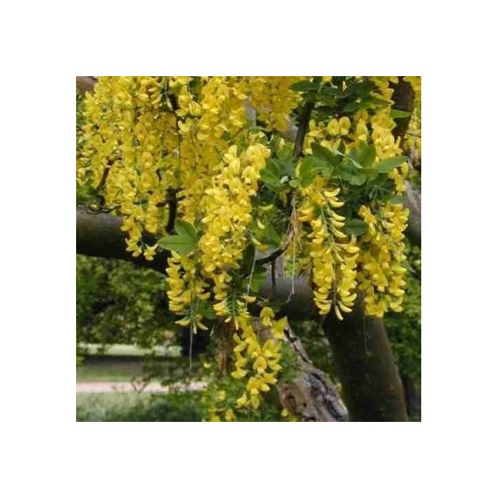Lluvia de oro