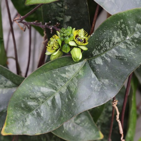 Passiflora coriacea sementes