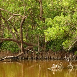 Mangue-preto - Sementes