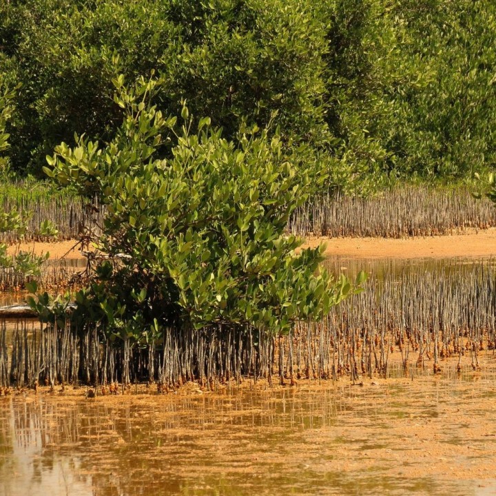 Mangue-preto - Sementes