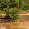 Mangue-preto - Sementes