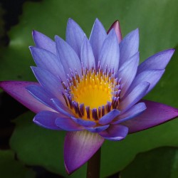 Lótus-azul - Sementes