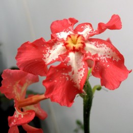 Pachypodium-de-baron - Sementes