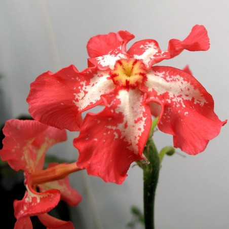 Pachypodium-de-baron - Sementes