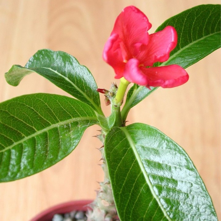 Pachypodium-de-baron - Sementes
