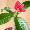 Pachypodium-de-baron - Sementes