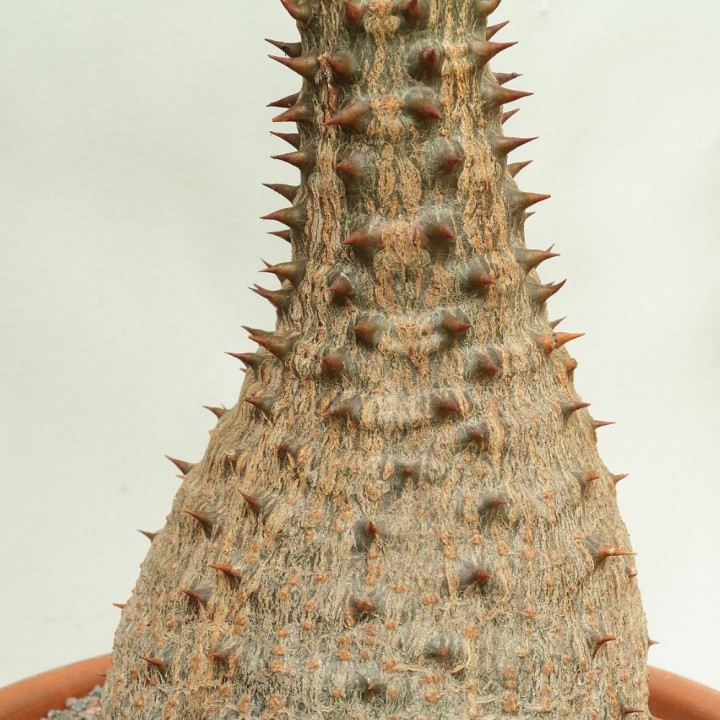 Pachypodium-de-baron - Sementes