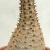 Pachypodium-de-baron - Sementes