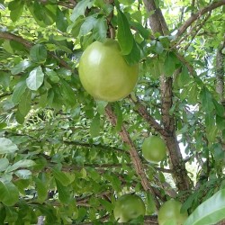 Cuité - Sementes