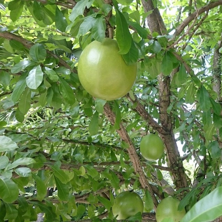 Cuité - Sementes