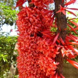 Ixora margaretae - Sementes