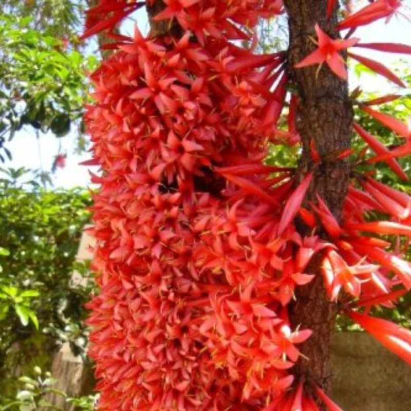 Ixora margaretae - Sementes