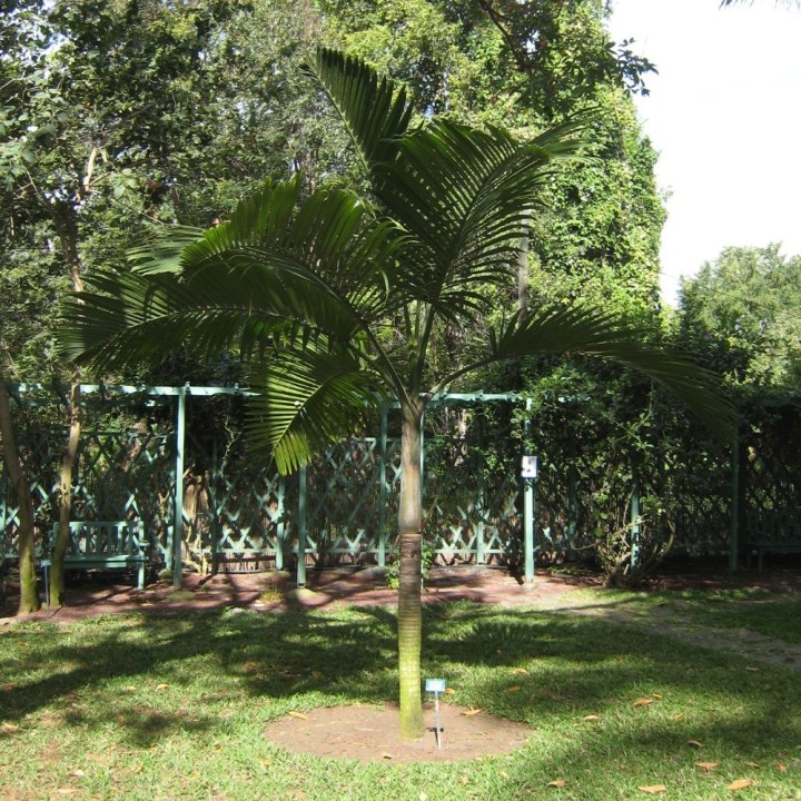 Palmeira-garrafa-da-Reunião - Sementes