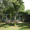 Palmeira-garrafa-da-Reunião - Sementes