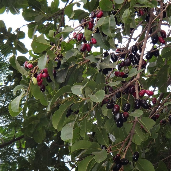 Jambolão - Sementes