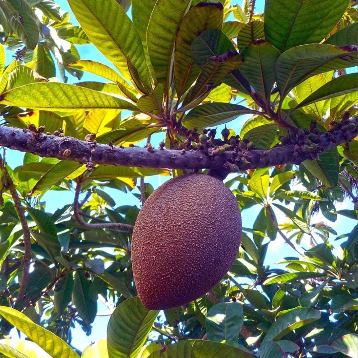 Mamey - Sementes