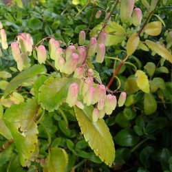 Kalanchoe pinnata - Sementes