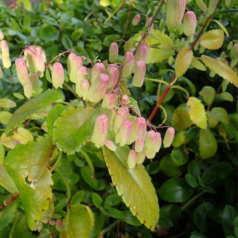 Kalanchoe pinnata - Sementes