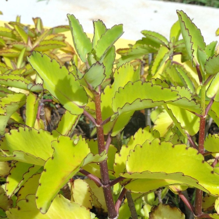 Kalanchoe pinnata - Sementes