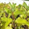 Kalanchoe pinnata - Sementes