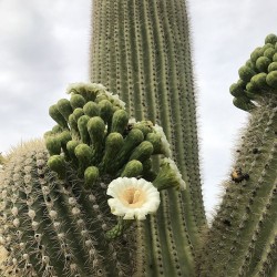 Cacto-saguaro - Sementes