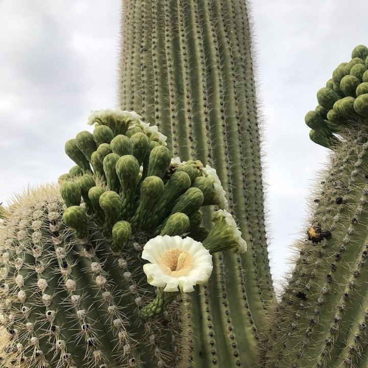 Cacto-saguaro - Sementes
