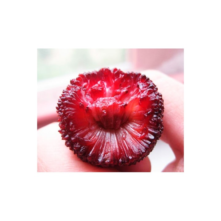 Semillas de Myrica rubra, Morella rubra