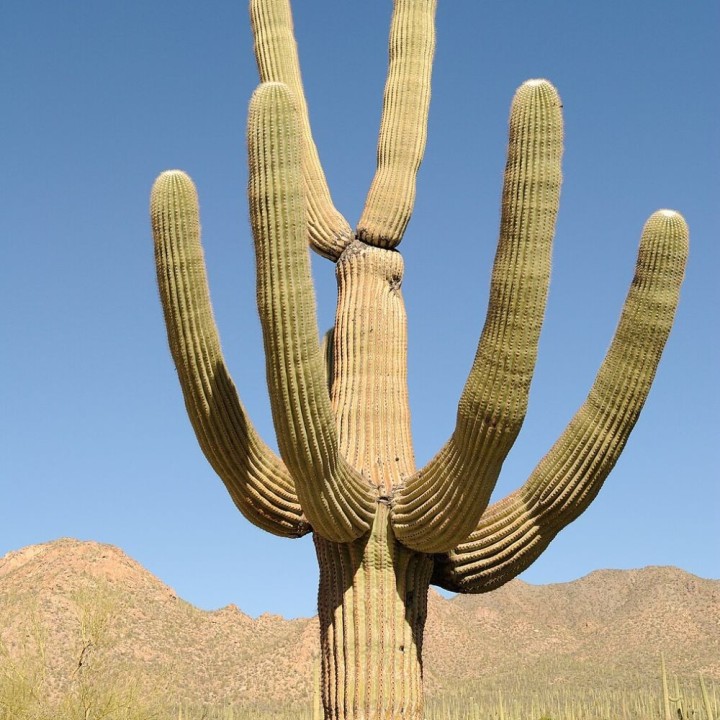 Cacto-saguaro - Sementes
