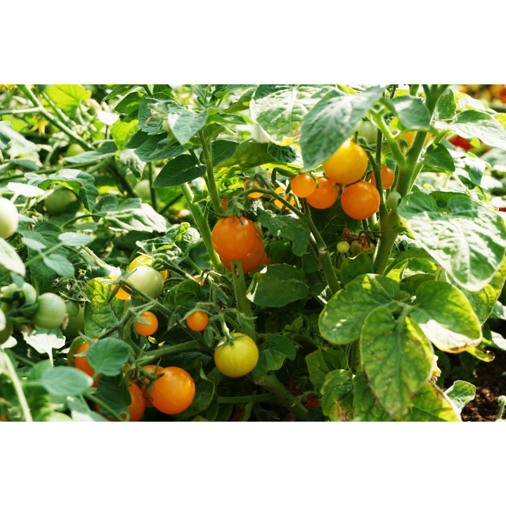 Tomate Vénus - Sementes