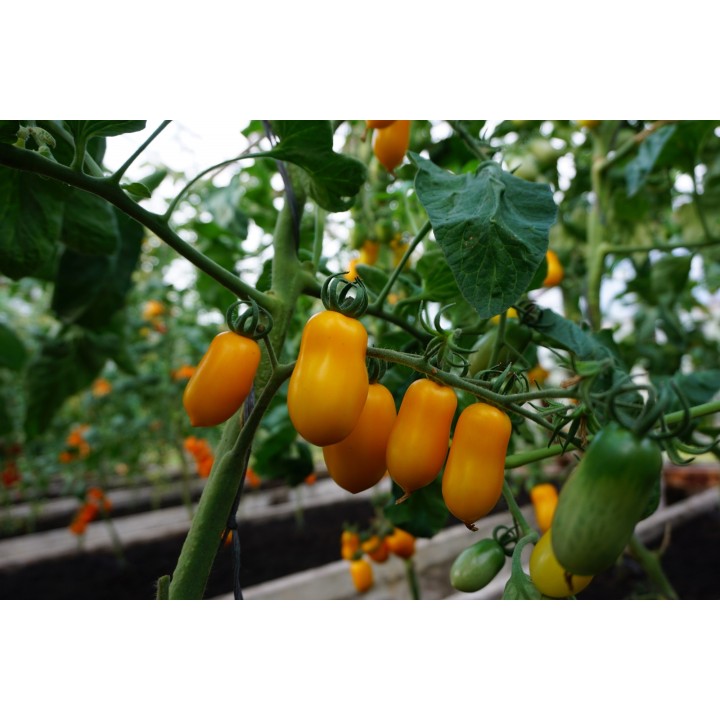 Tomate Taiko - Sementes