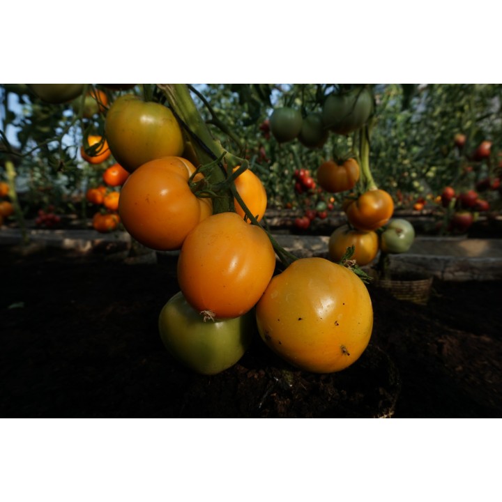 Tomate Coração de Boi Laranja - Sementes