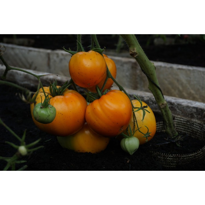 Tomate Coração de Boi Laranja - Sementes