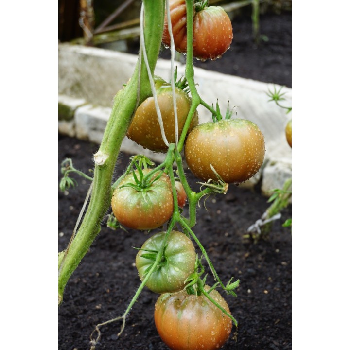 Tomate Negro da Crimeia - Sementes