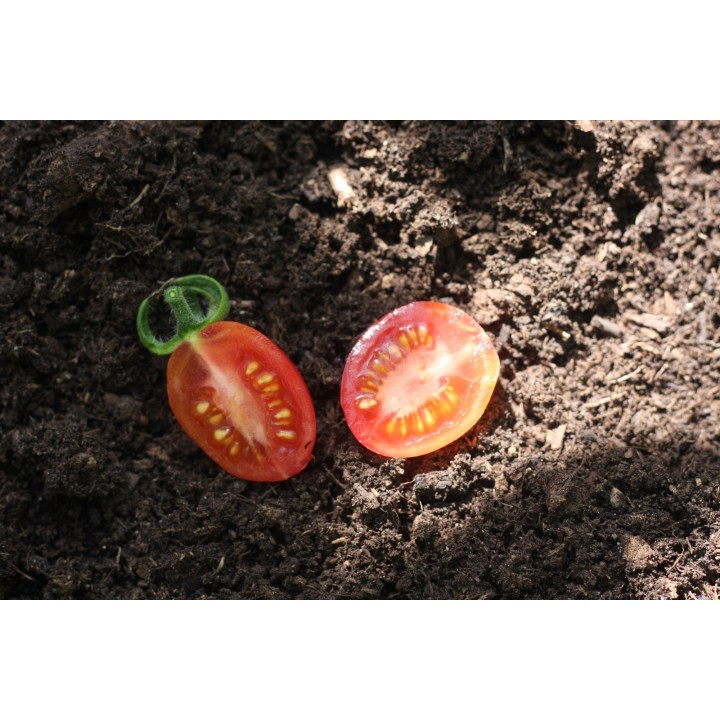 Tomate Capuz Framboesa - Sementes