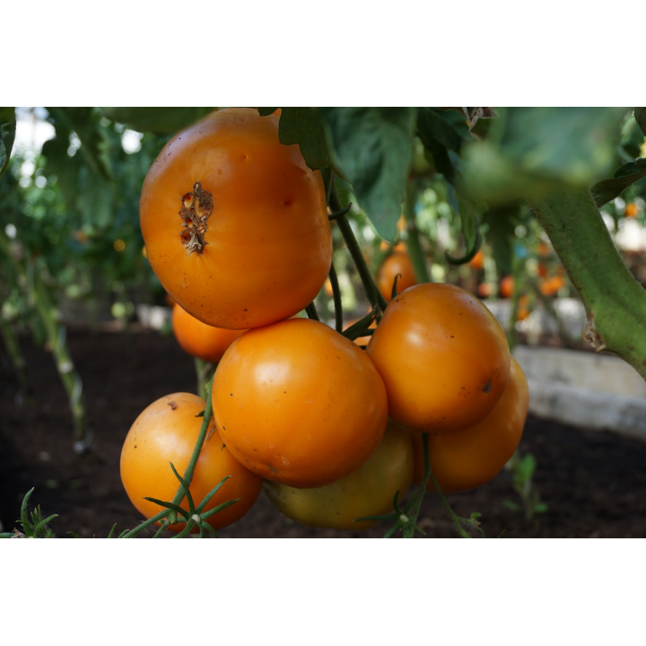 Tomate Jantar - Sementes