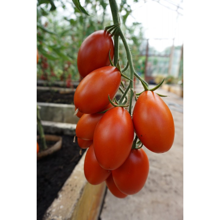 Tomate Blumko - Sementes