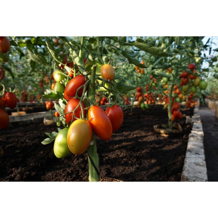 Tomate Blumko - Sementes