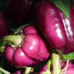 Pimento doce Oda - Sementes