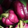 Pimento doce Oda - Sementes