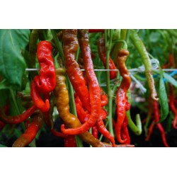 Pimento doce Lombardo - Sementes