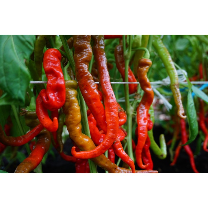 Pimento doce Lombardo - Sementes